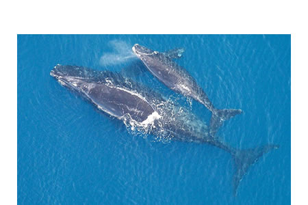 Una ballena franca glacial con un único ballenato. La reproducción de la ballena sigue una estrategia de selección K, con poca descendencia, gestación larga, un largo periodo de cuidado parental, y un periodo largo hasta la madurez sexual.